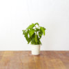 Basil 3-Pack plant pods for Smart Garden