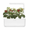 Mini Tomato 3-Pack plant pods for Smart Garden