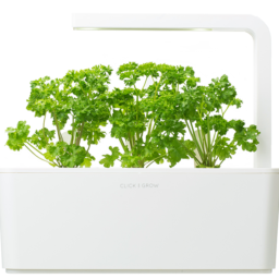 Parsley 3-Pack plant pods for Smart Garden