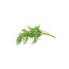 Dill 3-Pack plant pods for Smart Garden