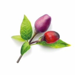 Piment violet 3-Pack recharge pour Smart Garden