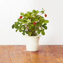 Wild Strawberry 3-Pack plant pods for Smart Garden