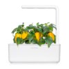 Yellow sweet pepper 3-Pack plant pods for Smart Garden