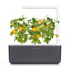 Mini Tomate jaune 3-Pack recharge pour Smart Garden