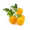 Yellow Mini Tomato 3-Pack plant pods for Smart Garden