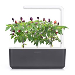 Purple Chili Pepper 3-Pack plant pods for Smart Garden