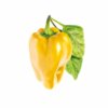 Yellow sweet pepper 3-Pack plant pods for Smart Garden