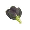 Red Pak Choi 3-Pack plants pods for Smart Garden