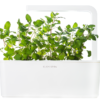 Catnip 3-Pack plants pods for Smart Garden
