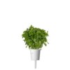 Basilic Nain 3-Pack plantes pods pour Smart Garden